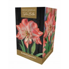 TAYLORS Amaryllis Blossom Peacock Premium Pot & Fibre TAYLORS Amaryllis Blossom Peacock Premium Pot & Fibre