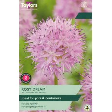 TAYLORS Allium Carolinianum Rosy Dream TAYLORS Allium Carolinianum Rosy Dream