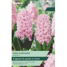 TAYLORS Hyacinth Pink Elephant TAYLORS Hyacinth Pink Elephant
