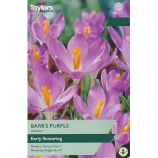 TAYLORS Crocus Barr'S Purple TAYLORS Crocus Barr'S Purple