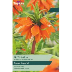 TAYLORS Fritillaria Imperialis Orange Beauty TAYLORS Fritillaria Imperialis Orange Beauty