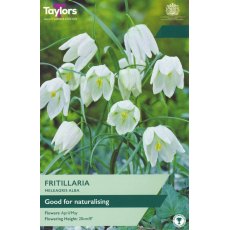 TAYLORS Fritillaria Meleagris Alba TAYLORS Fritillaria Meleagris Alba