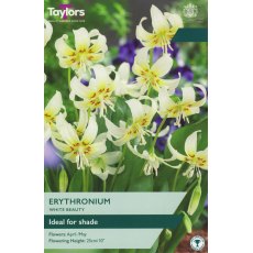 TAYLORS Erythronium White Beauty TAYLORS Erythronium White Beauty