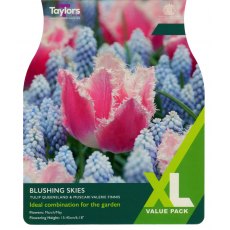 TAYLORS Blushing Skies TAYLORS Blushing Skies