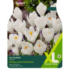 TAYLORS Crocus Ice Queen TAYLORS Crocus Ice Queen