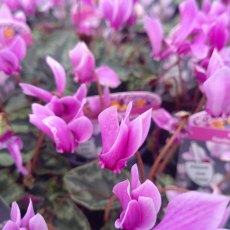 Cyclamen hederifolium 'Pink'   9cm Cyclamen hederifolium 'Pink'   9cm