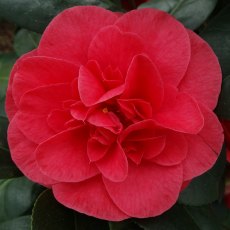 Camellia japonica 'Lady Campbell'   3L Camellia japonica 'Lady Campbell'   3L