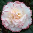 Camellia japonica 'Margaret Davis'   3L Camellia japonica 'Margaret Davis'   3L