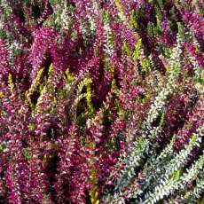 AUTUMN POT Calluna 'Beauty Ladies' Trio   10.5cm AUTUMN POT Calluna 'Beauty Ladies' Trio   10.5cm