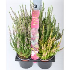 AUTUMN PACK Calluna 'Beauty Ladies'   6-Packs AUTUMN PACK Calluna 'Beauty Ladies'   6-Packs