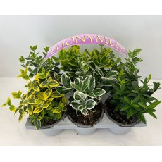 AUTUMN PACK Euonymus 'Mixed' - Pack Of Six Plants 6pk AUTUMN PACK Euonymus 'Mixed' - Pack Of Six Plants 6pk