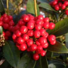 Skimmia japonica 'Pabella' 1.5L Skimmia japonica 'Pabella' 1.5L