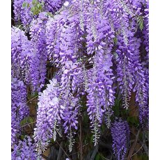 Wisteria sinensis 'Prolific'   2L Wisteria sinensis 'Prolific'   2L