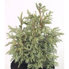 Chamaecyparis pisifera 'Baby Blue'  3L Chamaecyparis pisifera 'Baby Blue'  3L