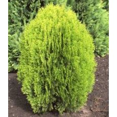 Platycladus orientalis 'Aurea Nana' 1L Platycladus orientalis 'Aurea Nana' 1L