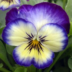 AUTUMN PACK Viola 'Evo Mini Neptune'   6pk AUTUMN PACK Viola 'Evo Mini Neptune'   6pk