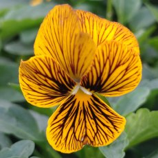 AUTUMN PACK Viola Sorbet 'Tiger Eye'   6pk AUTUMN PACK Viola Sorbet 'Tiger Eye'   6pk