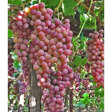 Grapevine (Vitis) 'Flame Seedless' (G/R/S) 3L Grapevine (Vitis) 'Flame Seedless' (G/R/S) 3L
