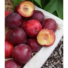 Mirabelle (Prunus) 'Gypsy' - Bush - St J.A. 12L Mirabelle (Prunus) 'Gypsy' - Bush - St J.A. 12L