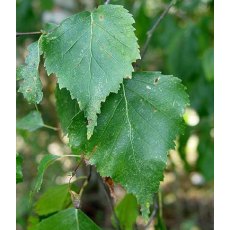 Betula pendula 12L Betula pendula 12L