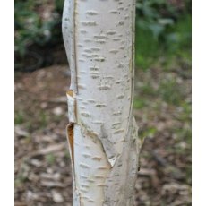 Betula utilis var. jacquemontii 12L Betula utilis var. jacquemontii 12L