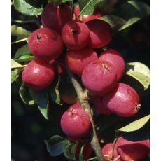 Malus 'Pink Glow' 12L Malus 'Pink Glow' 12L