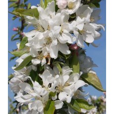 Malus 'Pink Glow' 12L Malus 'Pink Glow' 12L