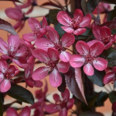 Malus toringo 'Aros' 12L Malus toringo 'Aros' 12L