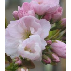 Prunus 'Amanogawa' 12L Prunus 'Amanogawa' 12L