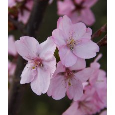 Prunus 'Jacqueline' 12L Prunus 'Jacqueline' 12L