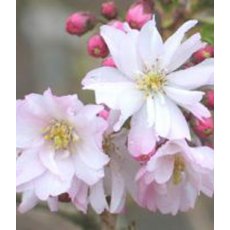 Prunus x subhirtella 'Autumnalis Rosea' 12L Prunus x subhirtella 'Autumnalis Rosea' 12L