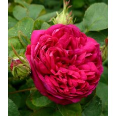 Rose 'De Resht' 4Ldp Rose 'De Resht' 4Ldp