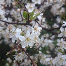 BARE-ROOT HEDGING Prunus spinosa (10 Plants) 40-60 1/1 BARE-ROOT HEDGING Prunus spinosa (10 Plants) 40-60 1/1