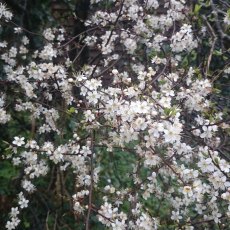 BARE-ROOT HEDGING Prunus spinosa (10 Plants) 40-60 1/1 BARE-ROOT HEDGING Prunus spinosa (10 Plants) 40-60 1/1