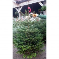 CHRISTMAS TREE NORDMANN FIR - 10-11ft (CUT) CHRISTMAS TREE NORDMANN FIR - 10-11ft (CUT)