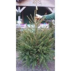 CHRISTMAS TREE NORWAY SPRUCE - 15-16ft (CUT) CHRISTMAS TREE NORWAY SPRUCE - 15-16ft (CUT)