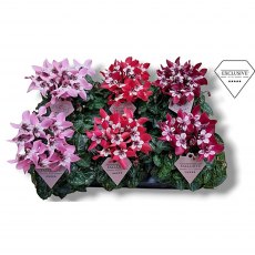 Cyclamen SS Djix Mixed 10.5cm Cyclamen SS Djix Mixed 10.5cm