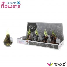 Hippeastrum No Water Flowers® Antiquez Mix Hippeastrum No Water Flowers® Antiquez Mix