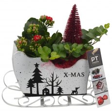 Xmas Arrangement (PTCHR7395) Red in wooden sled Xmas Arrangement (PTCHR7395) Red in wooden sled