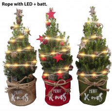 Picea glauca conica with Lights Picea glauca conica with Lights