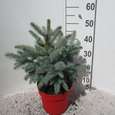 CHRISTMAS TREE Picea pungens 'Superblue' 35/40cm 5L (POTTED) CHRISTMAS TREE Picea pungens 'Superblue' 35/40cm 5L (POTTED)