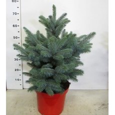 CHRISTMAS TREE Picea pungens 'Superblue' 50/60cm 10L (POTTED) CHRISTMAS TREE Picea pungens 'Superblue' 50/60cm 10L (POTTED)