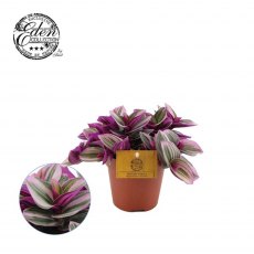 Tradescantia Nanouk 12cm Tradescantia Nanouk 12cm