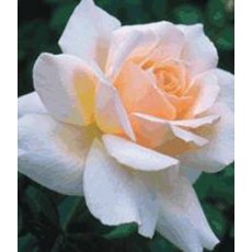 Rose 'Chandos Beauty' 5Ldp Rose 'Chandos Beauty' 5Ldp