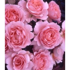 Rose 'L'Aimant' 5Ldp Rose 'L'Aimant' 5Ldp