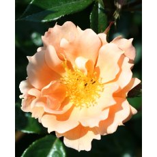 Rose 'Bridge Of Sighs' 5Ldp Rose 'Bridge Of Sighs' 5Ldp