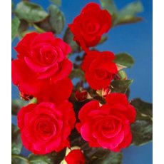 Rose 'Dizzy Heights' 5Ldp Rose 'Dizzy Heights' 5Ldp