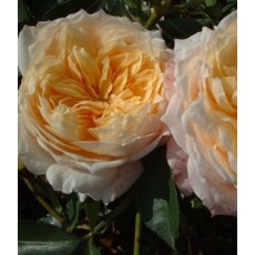 Rose 'Ginger Syllabub' 5Ldp Rose 'Ginger Syllabub' 5Ldp