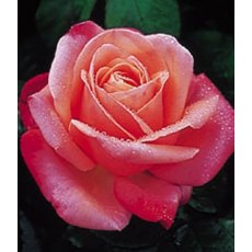 Rose 'Silver Jubilee' 5Ldp Rose 'Silver Jubilee' 5Ldp