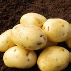 SEED POTATO - SECOND EARLY 'Sagitta' - 2.5kg SEED POTATO - SECOND EARLY 'Sagitta' - 2.5kg